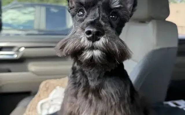Red's Dog Grooming in Blanchester, OH