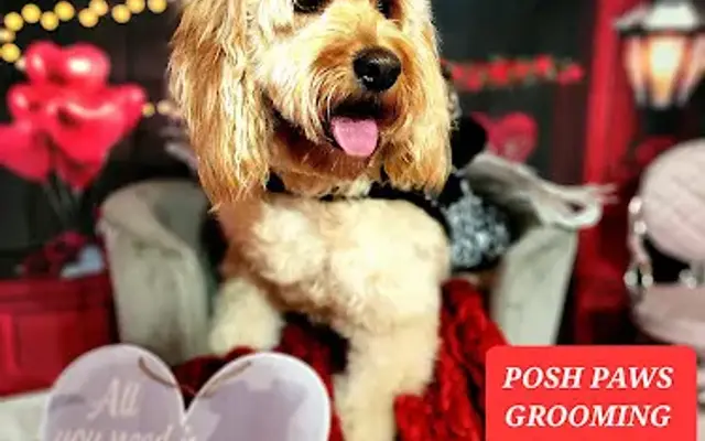 Picky Chic Posh Paws Grooming Boutique in Saginaw, MI