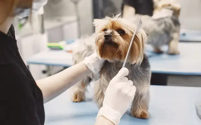 Shaggie Pets Grooming Salon in Brooklyn, NY