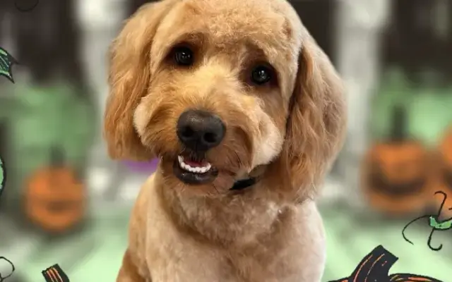 Home Care Grooming in Charlotte, NC