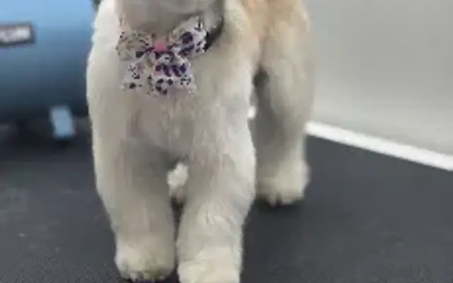 Pretty Paws Dog Grooming in Paris, IL