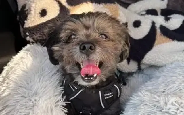 Bark & Bathe Pet Spa in Whittier, CA