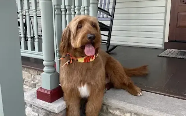 BYOP Grooming in Staten Island, NY