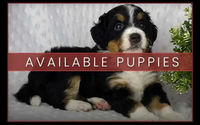 Skyline Puppies LLC in Millersburg, OH