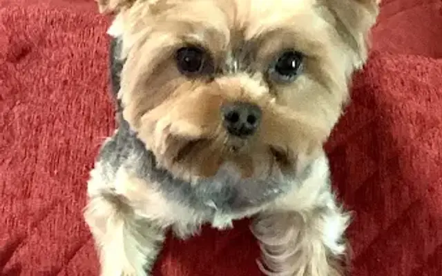 Pampered Pets in Cartersville, GA