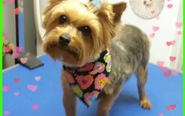 For the Love of Paws Mobile Pet Grooming in Nelsonville, OH
