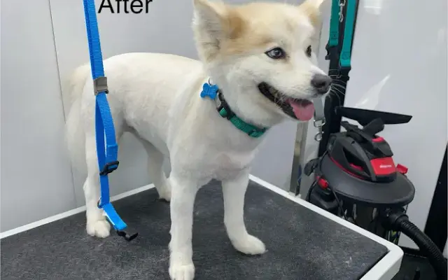 Salty Paws Grooming LLC in Smiths Station, AL