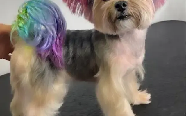 “The Lord Of The Groom” - Luxury Mobile Pet Grooming in Kissimmee, FL