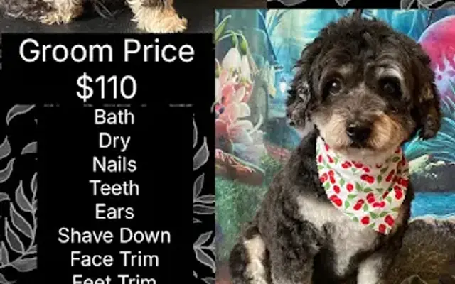 Mobile Pet Services & Grooming in Crestline, CA