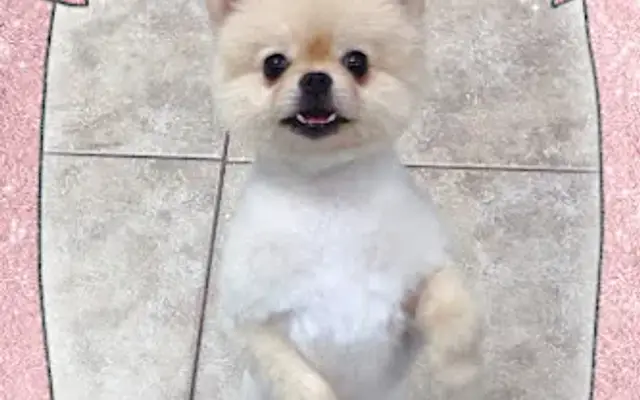 Dawg Gone Good Grooming in Greenacres, FL