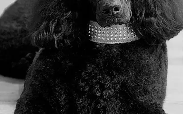 Swaggy Dog Grooming Lounge in Castleton-On-Hudson, NY