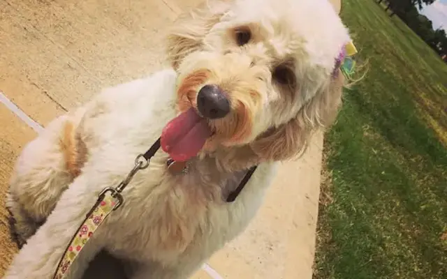 The Pink Paws Pet Spa & Hotel LLC in Houston, TX