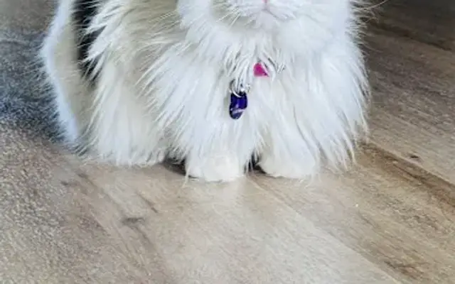 Cat Tales Grooming in Asheville, NC