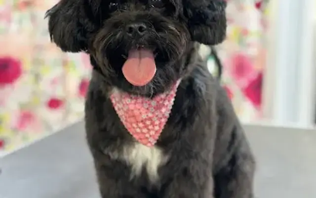 Ashten’s Pampered Pooch in Kinston, AL