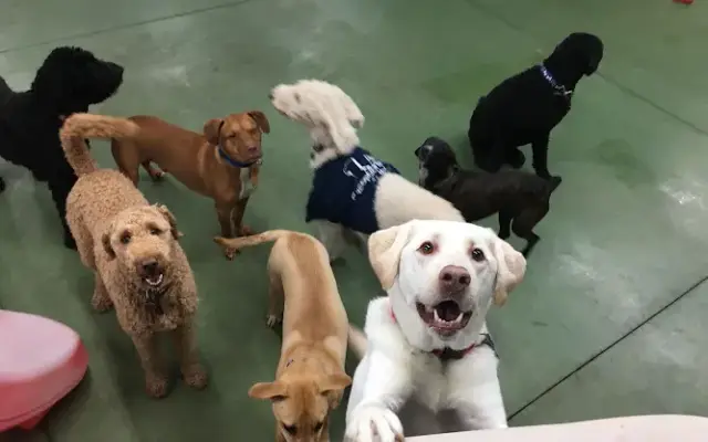 Barks on Bourbon in Cross Plains, WI