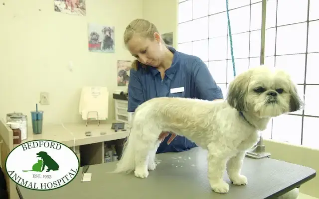 Bedford Animal Hospital in Bedford, NH