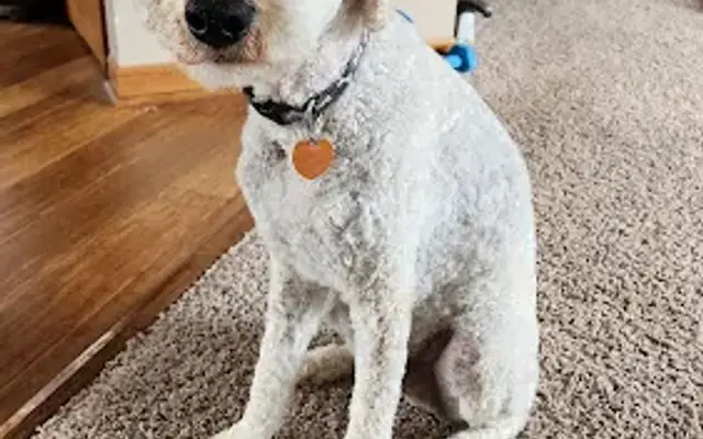 Furtastic Grooming LLC in Owatonna, MN