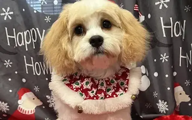 Pawdicures For Pups in Locust Grove, VA