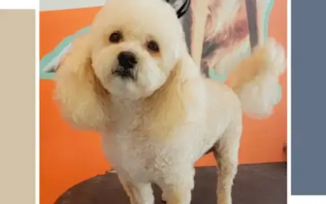 Kush Plush Kuts- Pet Grooming Service in Houston, TX