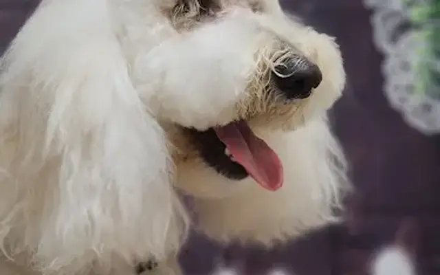 Wizzard of Pawz Grooming in Broadway, NC