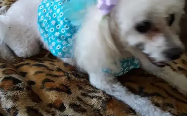 Art's Poodle Grooming in Whittier, CA