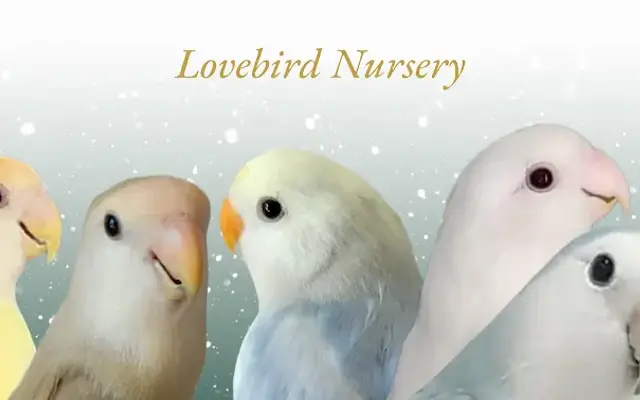 Lovebird Nursery in Casselberry, FL