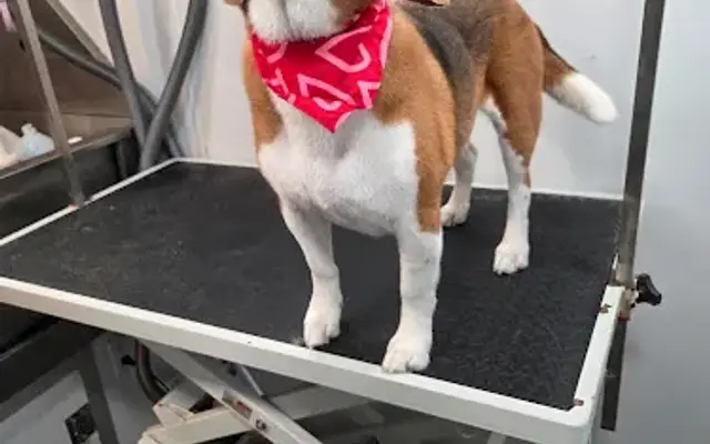 Zoomin Groomin in Allen, TX