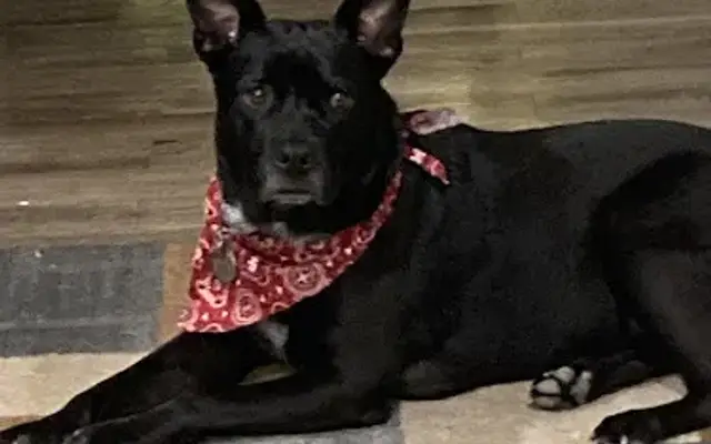 Kerrville Dog Spa in Kerrville, TX