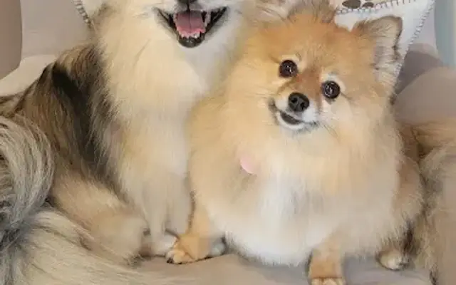 Paws Appeal Salon in Elk River, MN