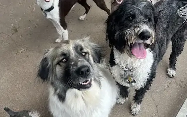 Scruffy to Fluffy Spa & Boutique in Granbury, TX