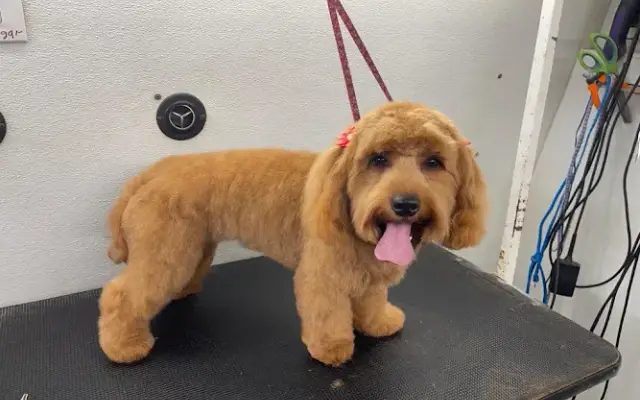 Eli's dog grooming in Lehigh Acres, FL