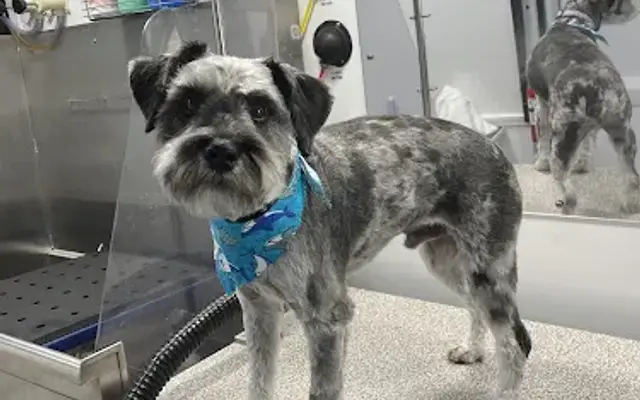 Furry Land Mobile Grooming of Savannah, GA in Pooler, GA