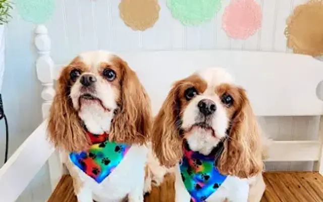 Pawfection Pet Salon LLC in Tifton, GA