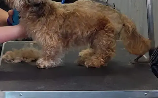 The Golden Retreat Pet Spa in Sheridan, MI