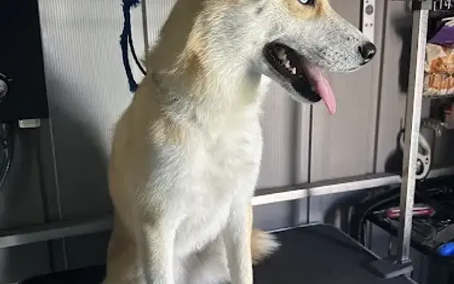 Cocca's Pet Grooming in Gridley, CA