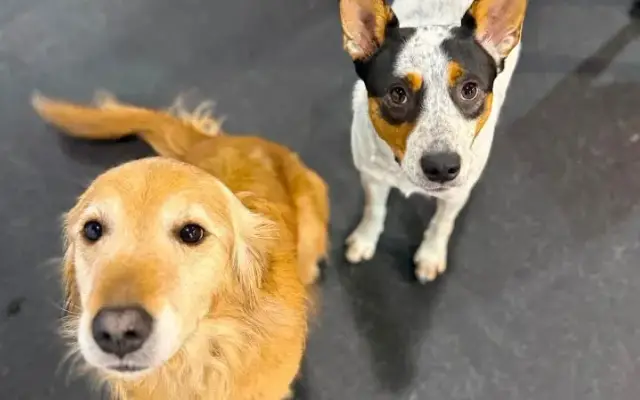 Digs Dog Care in Lake Bluff, IL
