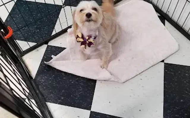 Corey's Canine Creations in Altamont, NY