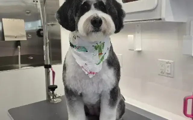 Bubbles&Scissors Mobile Grooming in Hoschton, GA