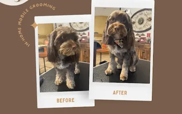 Paws R Us In-Home Mobile Grooming in Cedar Park, TX