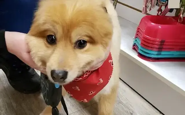 Canine Divine in Bemidji, MN