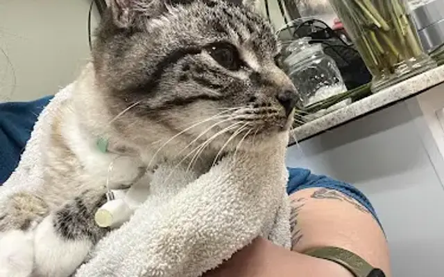 Rodgers Veterinary Services in Thomson, GA