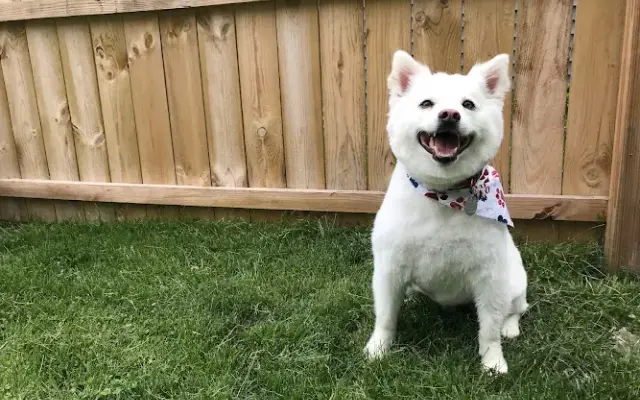 Brown Dog Pet Grooming in Clive, IA