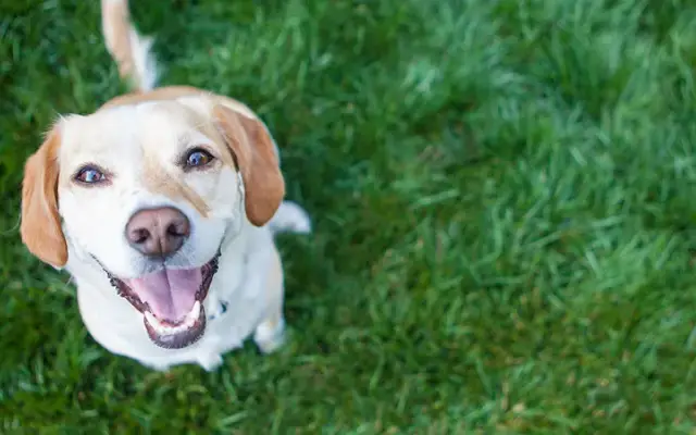 Savvy Paws Pet Resort in Canton, GA