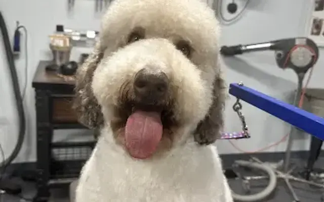 All Fur Love, Dog Grooming in Penfield, NY