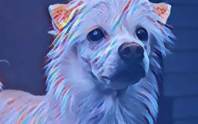 Prismatic Pet Grooming LLC in Pleasant Hill, OR