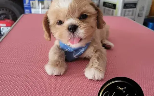 Claudia's Grooming in Houston, TX