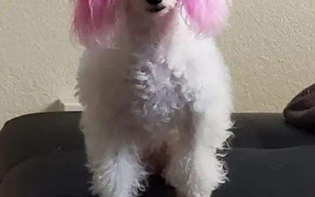 Jackie's mobile dog grooming in Mission Viejo, CA