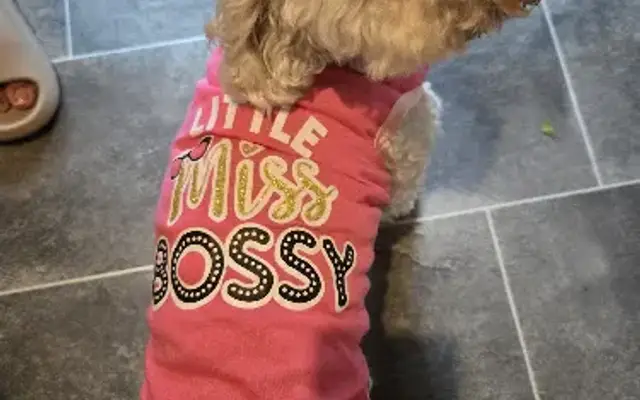 Pimp My Pooch in Burbank, CA