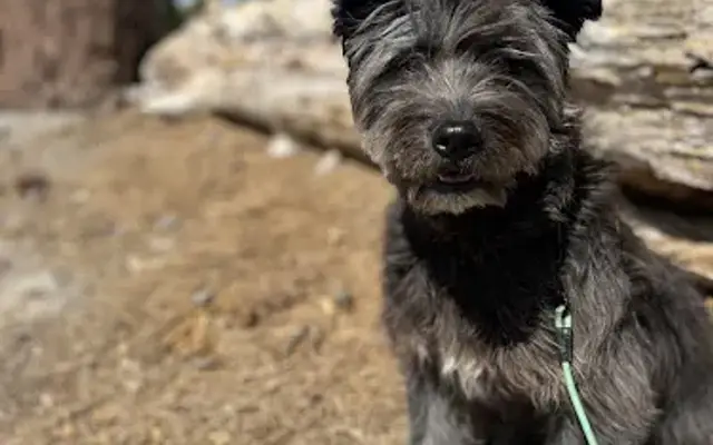 Groomer Collective in San Diego, CA