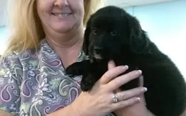 All About Dogs in Hiram, GA